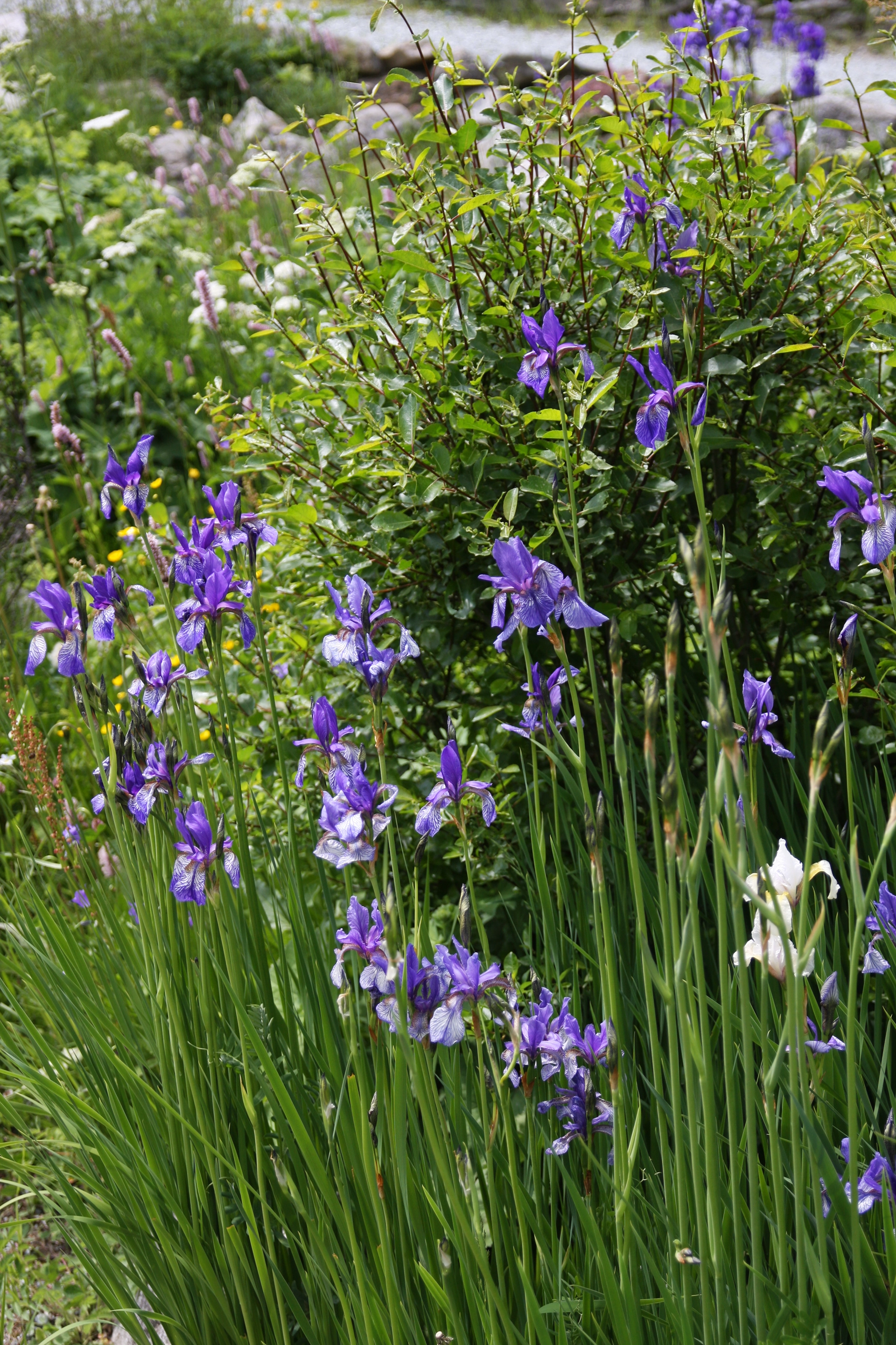 Iris sibirica